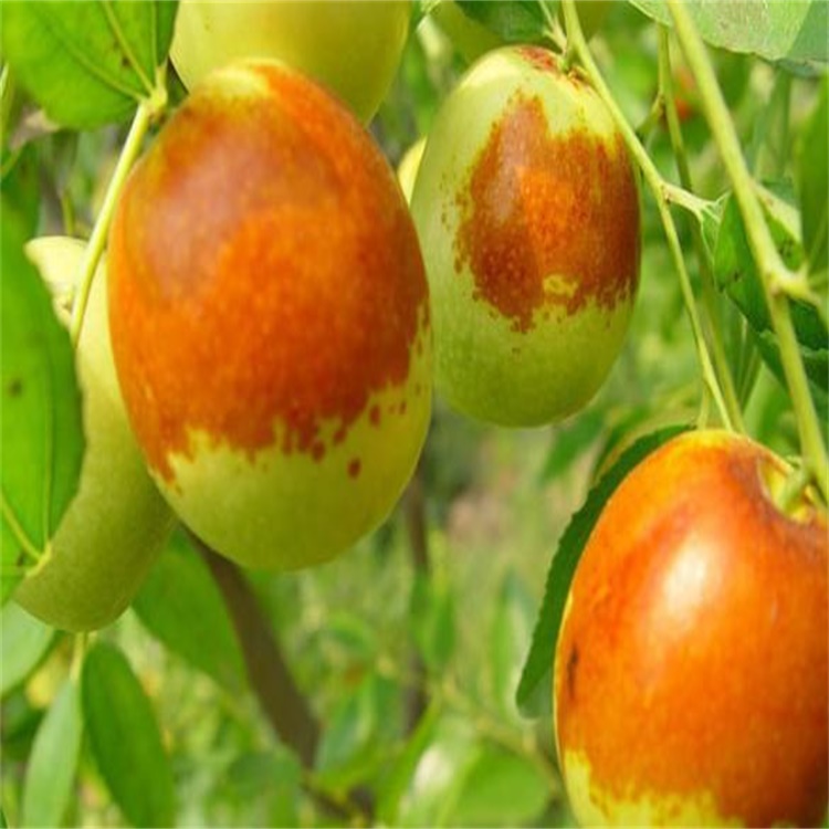松原乾安二代冬棗樹苗價(jià)格棗樹苗種植前景