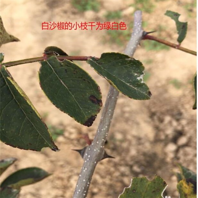 察右前旗无刺花椒苗售价是多少九叶青花椒苗价格