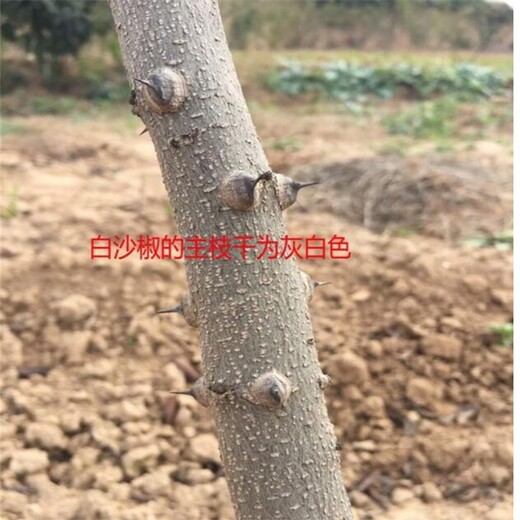 凤阳花椒苗价格花椒苗批发