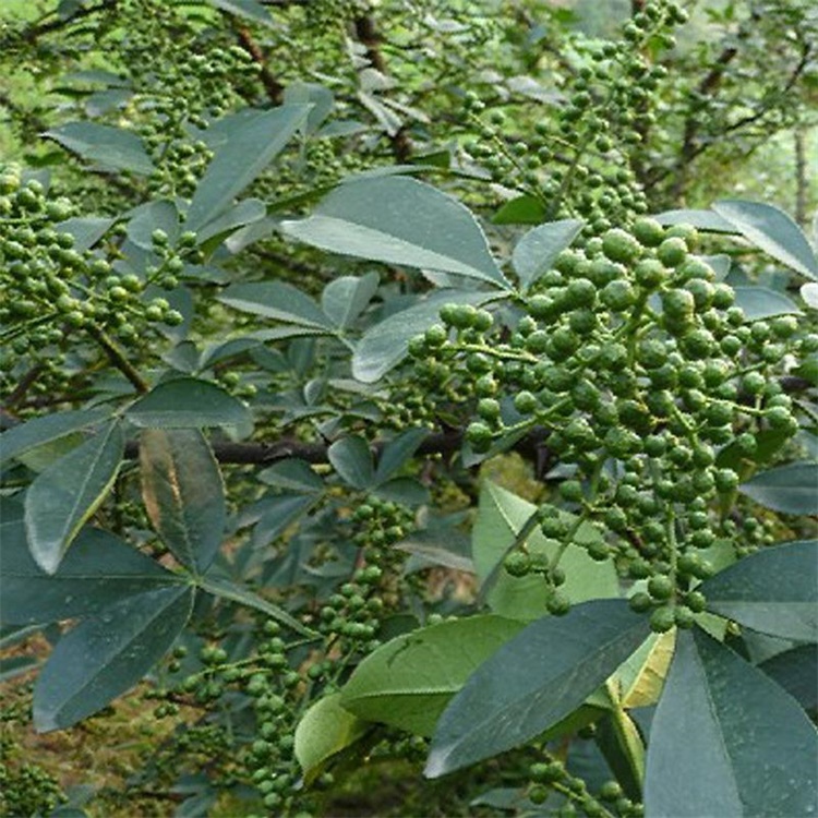 华容无刺花椒苗花椒苗去哪找