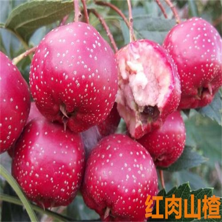 婁底南流泉甜紅子山楂苗哪里山楂苗