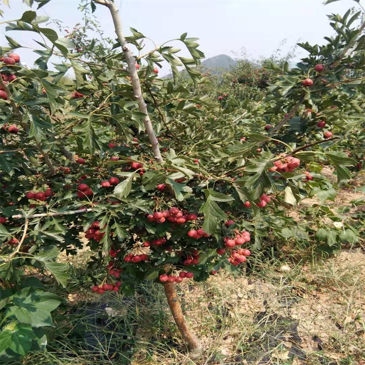 大兴安岭山楂种植前景当前市场好的山楂苗