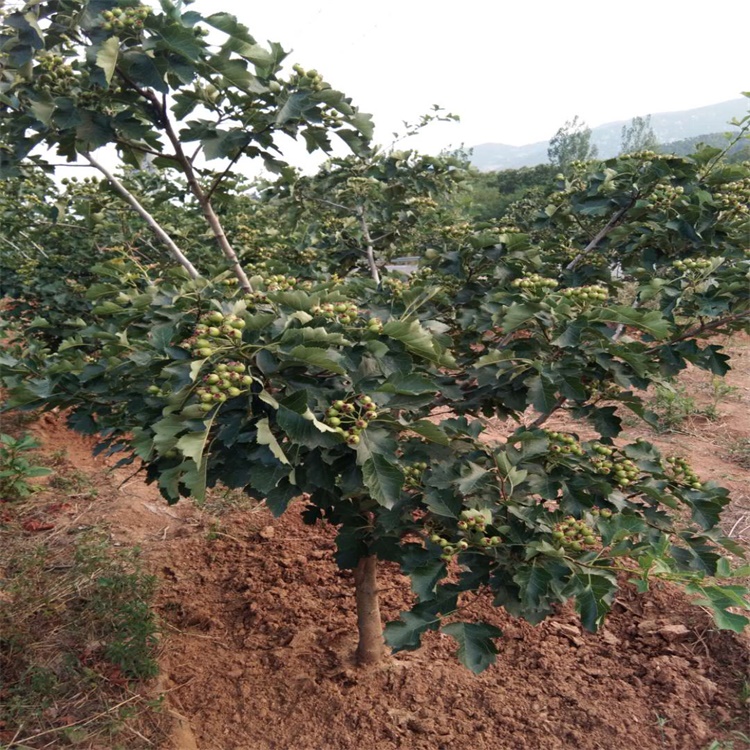 梁平山楂苗管理甜紅子山楂苗價格