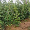 濟南酸甜可口山楂品種山楂苗適合種植地區