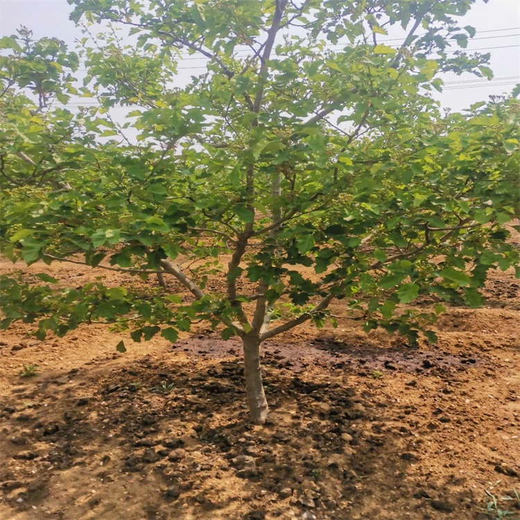 銅陵甜紅子山楂鮮食口感好大金星山楂苗價格