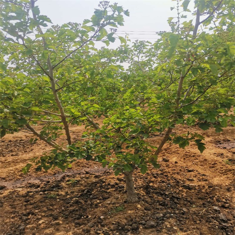 福州當前市場好的山楂苗哪里山楂苗