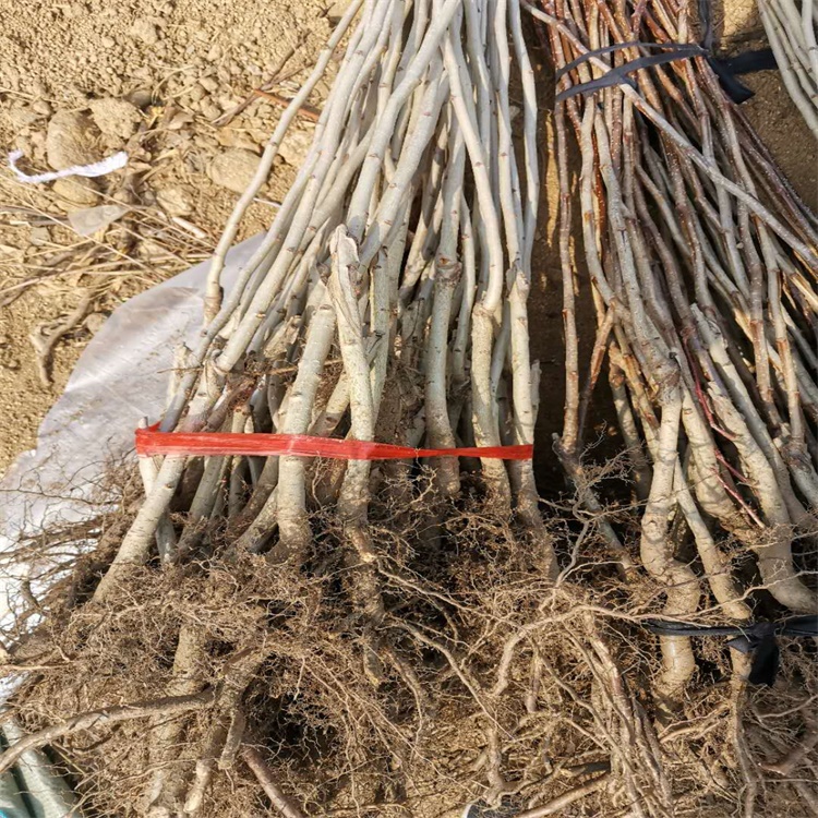 烏魯木齊山楂苗一畝地種植多少哪里有賣山楂苗的