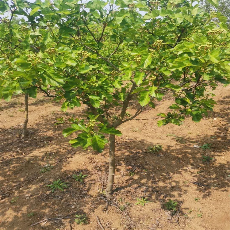六盤水黃果山楂苗價(jià)格適合加工的山楂品種