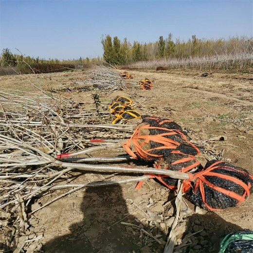 淮安山楂苗一亩地种植多少哪里山楂苗