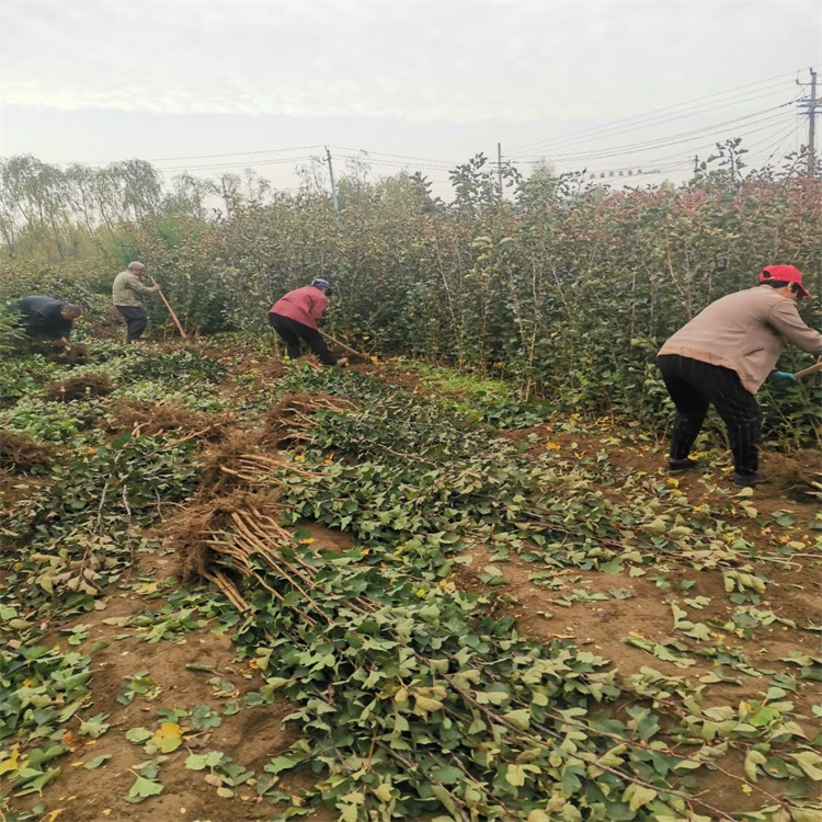 石河子山楂苗一畝地種植多少甜紅子山楂苗價格