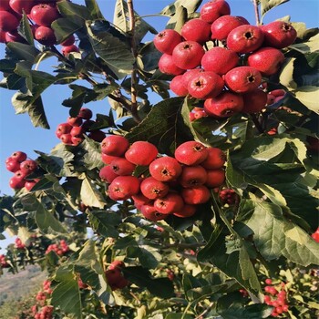 萍鄉當前市場好的山楂苗甜紅子山楂苗價格