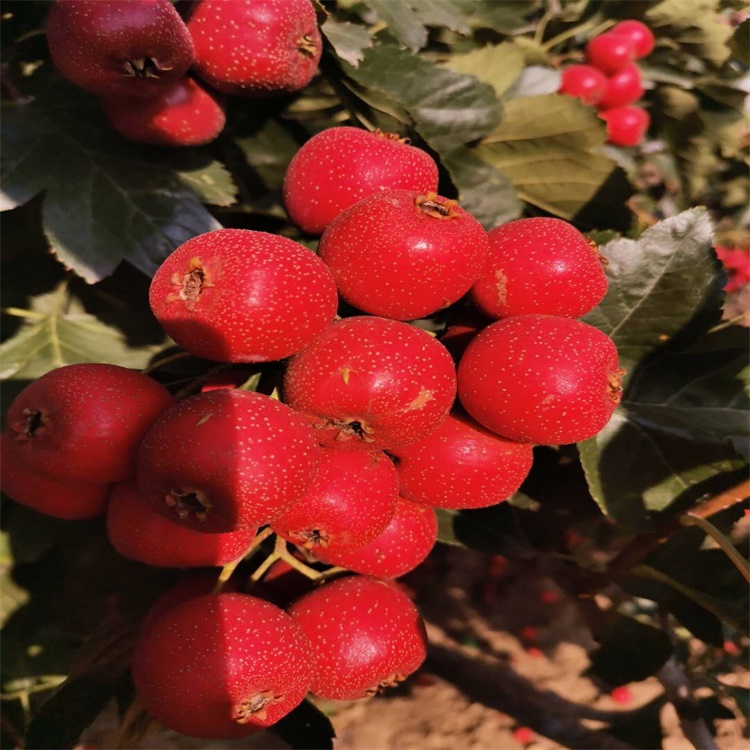 太原有发展潜力的山楂品种鲜食山楂品种