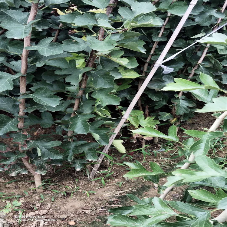 石河子山楂苗一畝地種植多少甜紅子山楂苗價格
