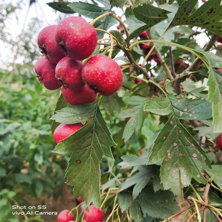 銅陵甜紅子山楂鮮食口感好大金星山楂苗價格