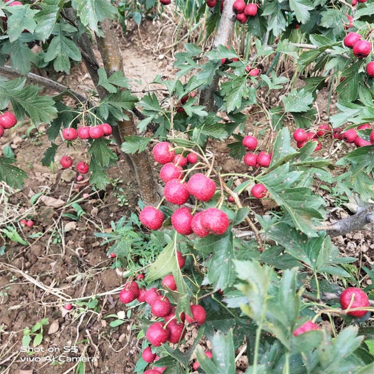 景德镇鲜食山楂品种山楂苗适合种植地区