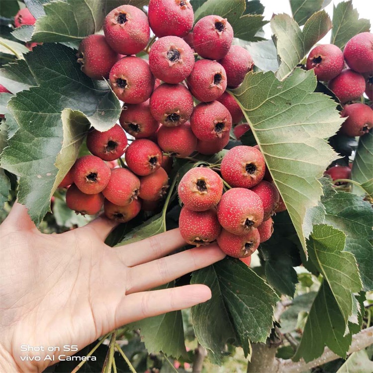 婁底南流泉甜紅子山楂苗哪里山楂苗