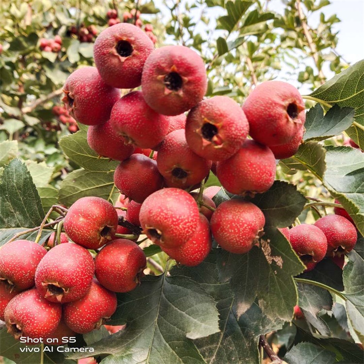 丹東山楂一畝地產(chǎn)量5公分山楂樹(shù)