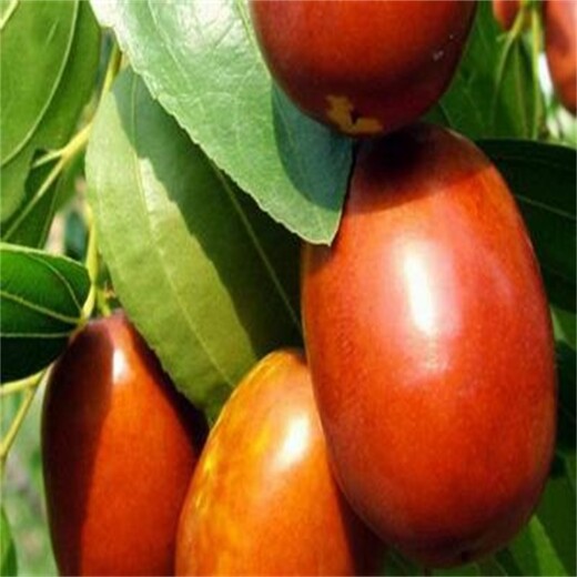 澳门蟠枣的种植前景枣树苗什么时候种