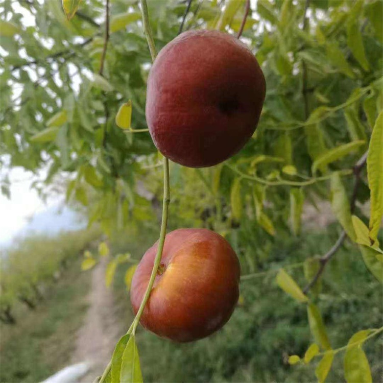 河南蟠枣的种植前景提供枣树种植技术