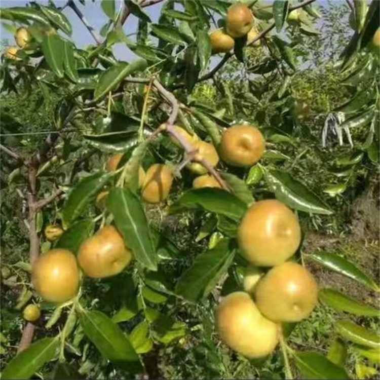 青海蟠枣苗价格蟠枣苗适合种植地区