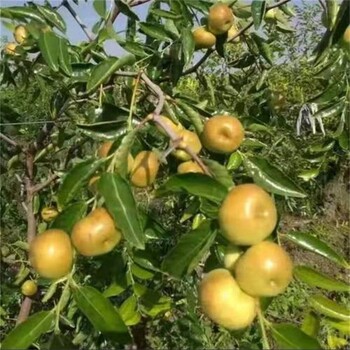 吉林蟠枣的种植前景枣树新品种蟠枣