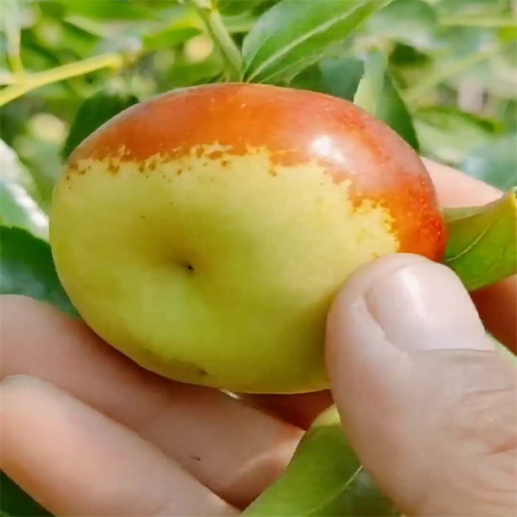 浙江2020年蟠枣市场提供枣树种植技术