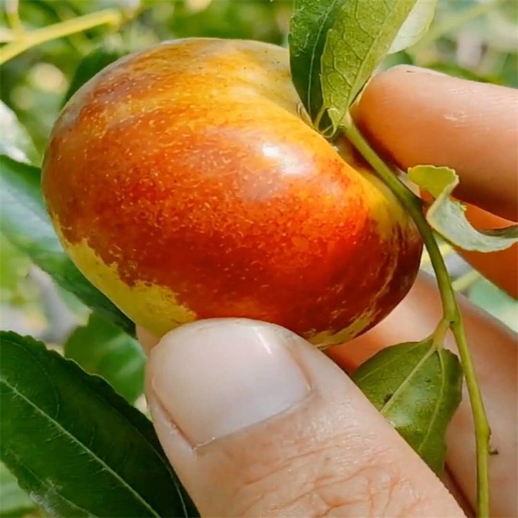 甘肃蟠枣的种植前景枣树苗什么时候种