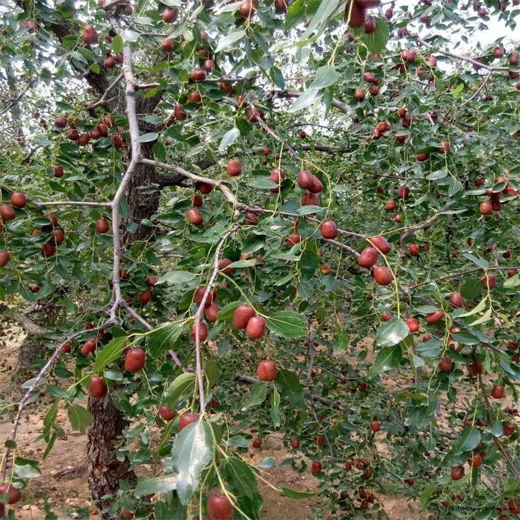 甘肃蟠枣的种植前景枣树苗什么时候种