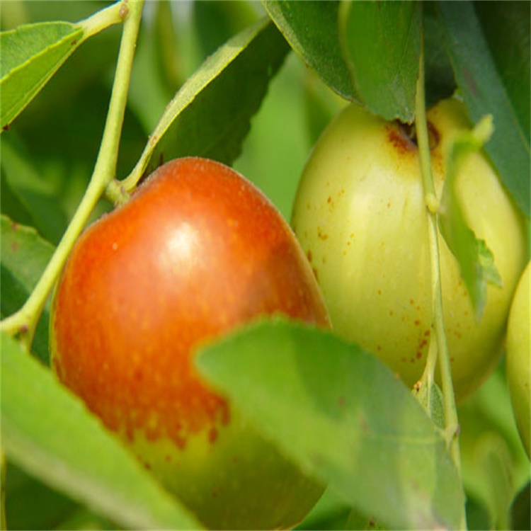 澳门蟠枣的种植前景枣树苗什么时候种