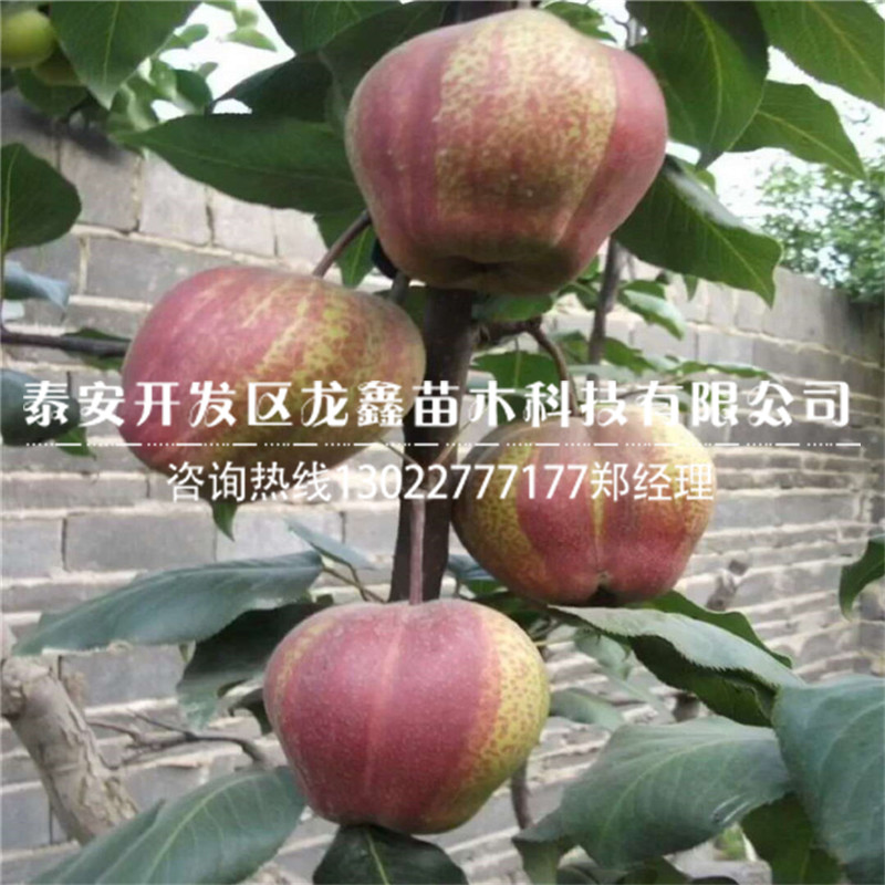 哪里有梨樹(shù)苗價(jià)格 梨樹(shù)苗價(jià)格多少錢(qián)一株
