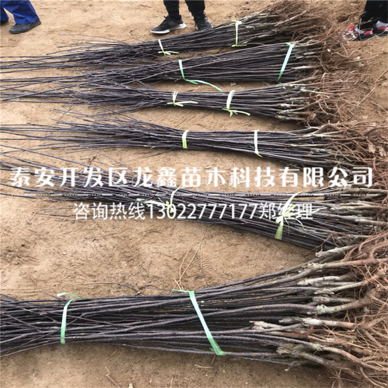 哪里有賣的早紅考密斯梨樹苗 早紅考密斯梨樹苗哪里有賣的