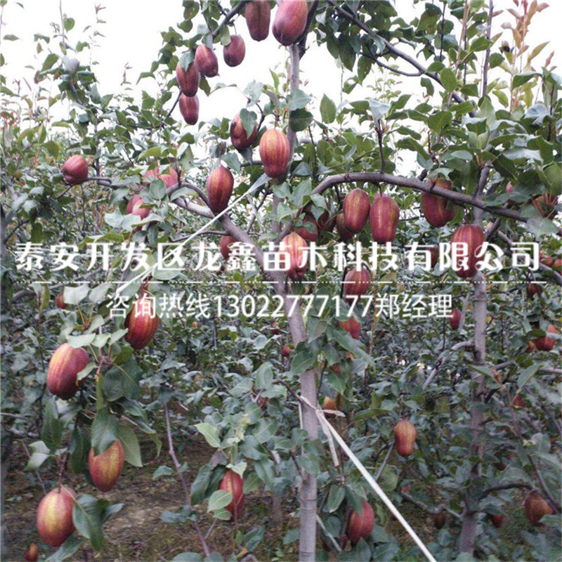 品種紅香酥梨樹苗 紅香酥梨樹苗產(chǎn)地