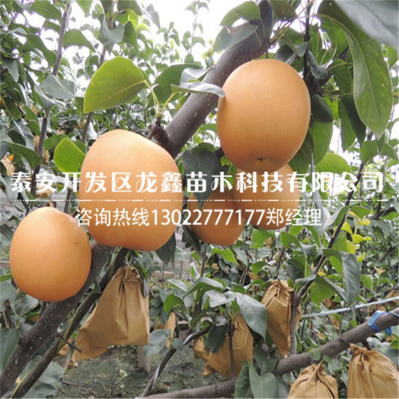 種植秋月梨樹苗 秋月梨樹苗出售
