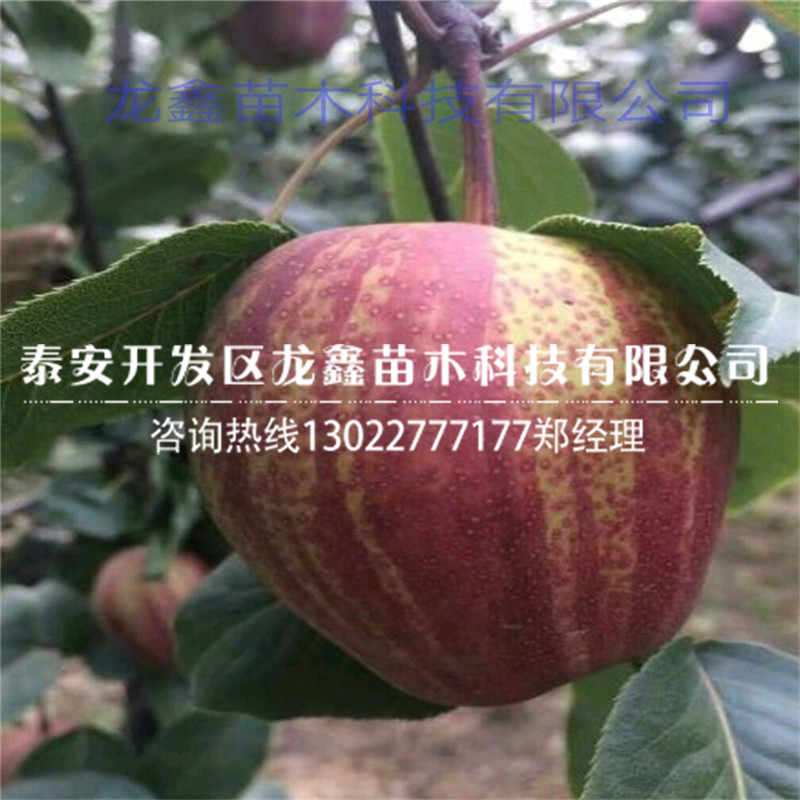 哪里有賣的梨樹苗批發(fā) ，梨樹苗批發(fā)多少錢一株
