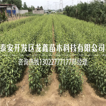 品種3公分黃金梨樹苗3公分黃金梨樹苗苗圃