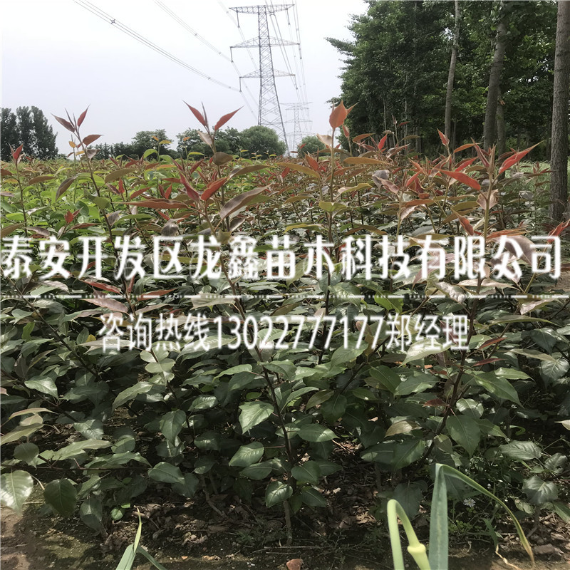 哪里有賣的3公分紅梨樹苗 ，3公分紅梨樹苗出售
