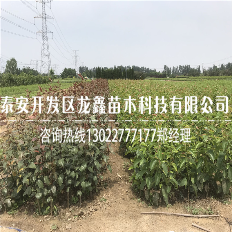 哪里有賣的梨樹苗價格 ，梨樹苗價格哪里有賣的