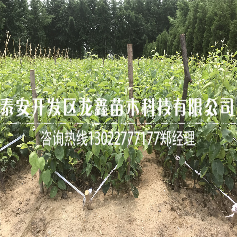 2018年金果梨樹苗 金果梨樹苗山東