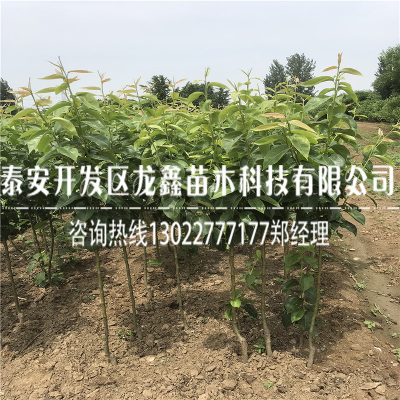 秋季出售奧紅梨樹苗一號(hào) 奧紅梨樹苗一號(hào)哪里有