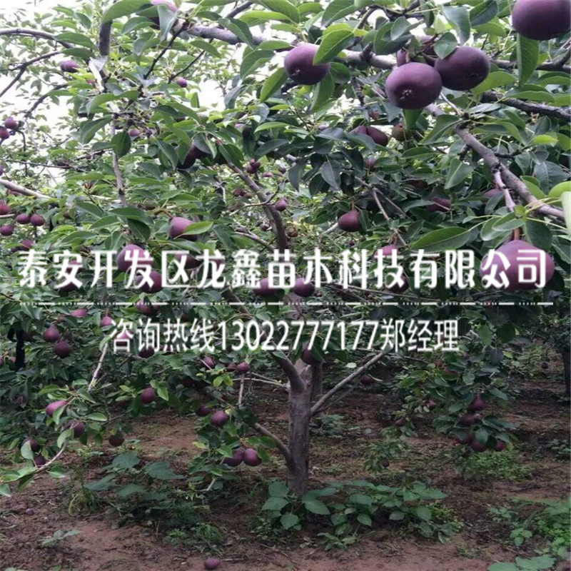 種植早酥紅梨樹苗 ，早酥紅梨樹苗出售