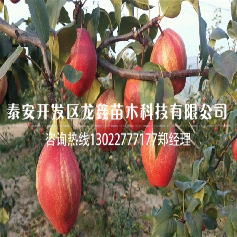 種植早酥紅梨樹苗 ，早酥紅梨樹苗哪里有賣的