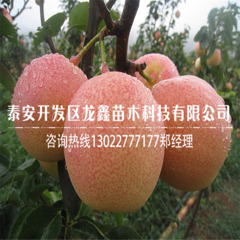 2018年奧紅梨樹苗一號 奧紅梨樹苗一號基地