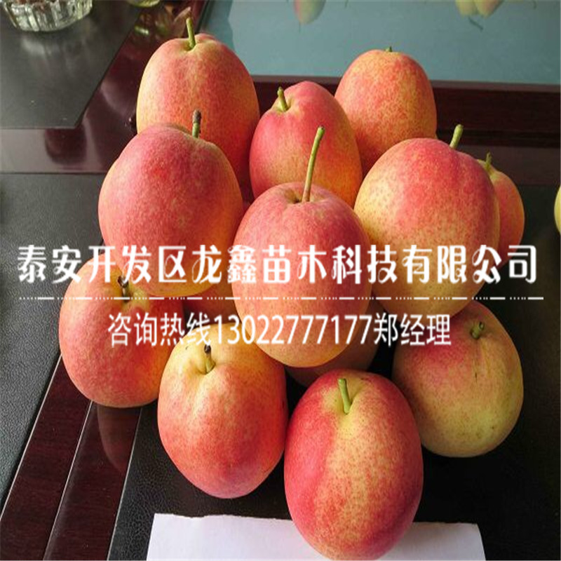 哪里有賣(mài)的滿天星梨樹(shù)苗 ，滿天星梨樹(shù)苗哪里有賣(mài)的