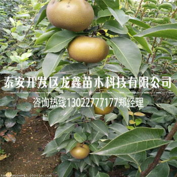 哪里有賣的2公分梨樹苗2公分梨樹苗哪里有