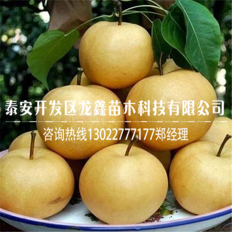 種植梨樹苗 梨樹苗批發(fā)