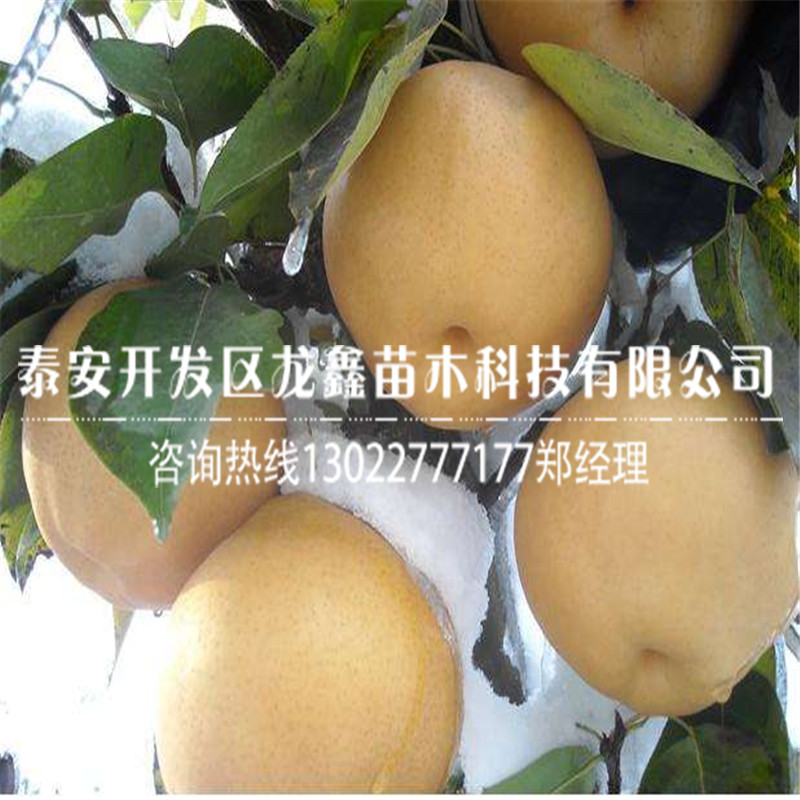 哪里有梨樹(shù)苗價(jià)格 梨樹(shù)苗價(jià)格多少錢(qián)一株