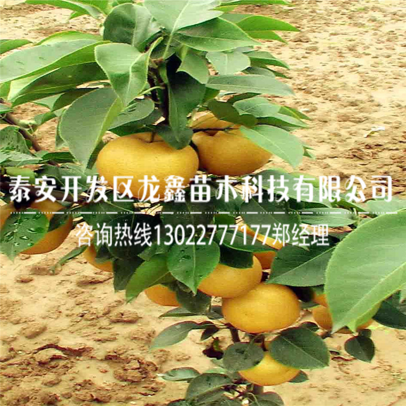 哪里有早酥紅梨樹苗 ，早酥紅梨樹苗基地