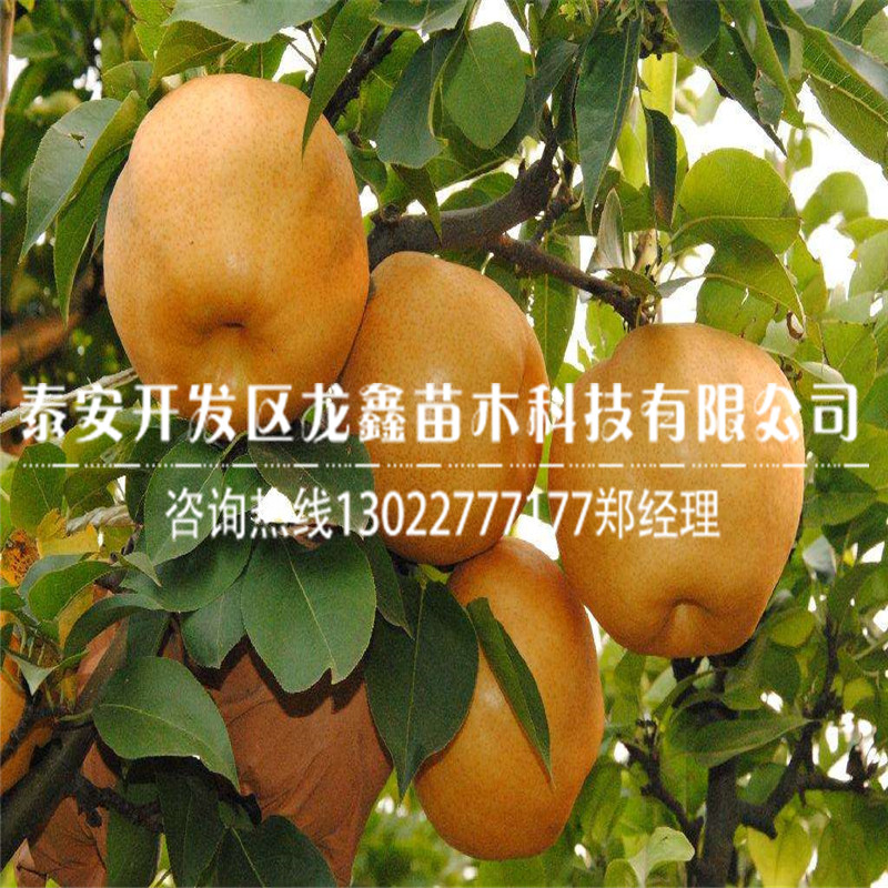 品種全紅梨樹苗 全紅梨樹苗基地