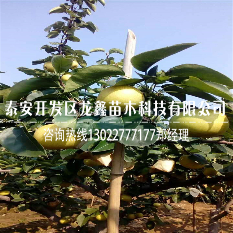 2018年秋月梨樹(shù)苗 ，秋月梨樹(shù)苗苗圃