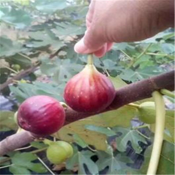 南方日本紫果无花果树苗培育基地